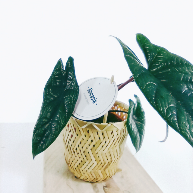 Alokazja Scalprum Alocasia C1,2