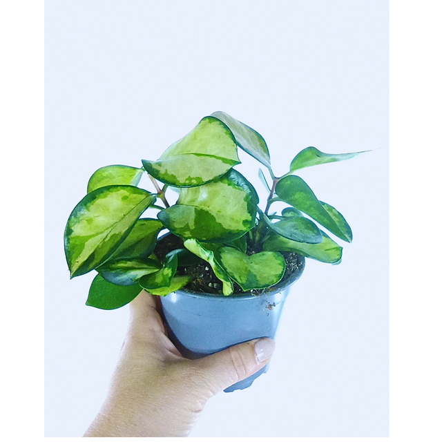 Hoya australis Lisa C1,2