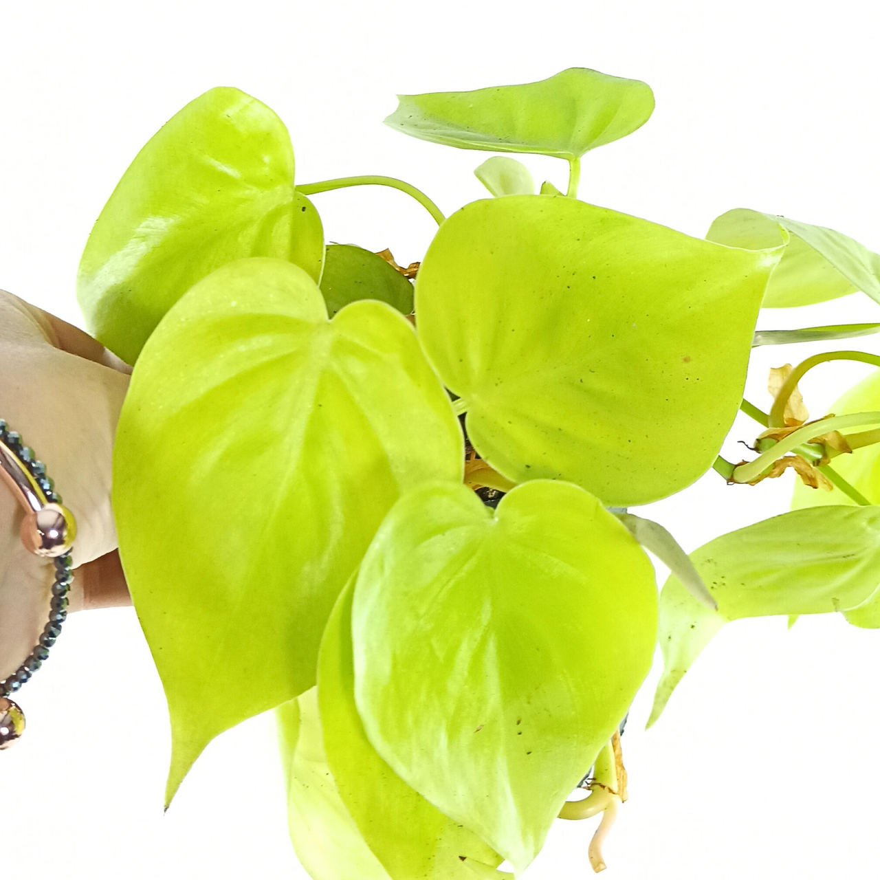 Filodendron Scandens Micans Lime Philodendron C1,2