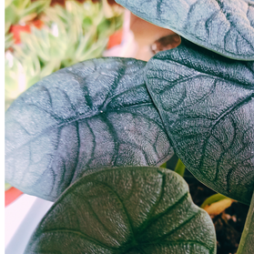 Aglaonema Peach Pearl C1,2