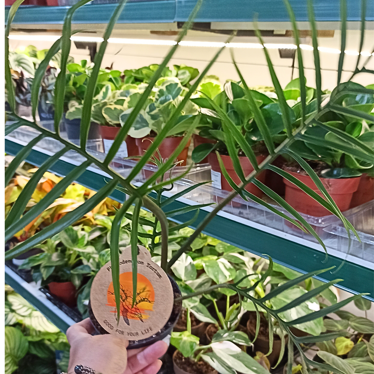 Filodendron Tortum Philodendron C1,2