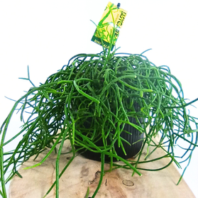 Patyczak Rhipsalis cereuscula C1,2