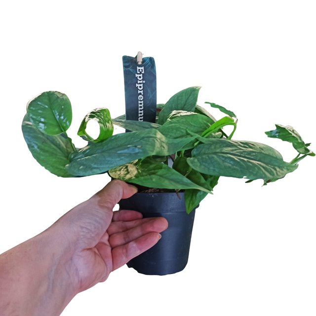 Epipremnum Cebu Blue C1,2