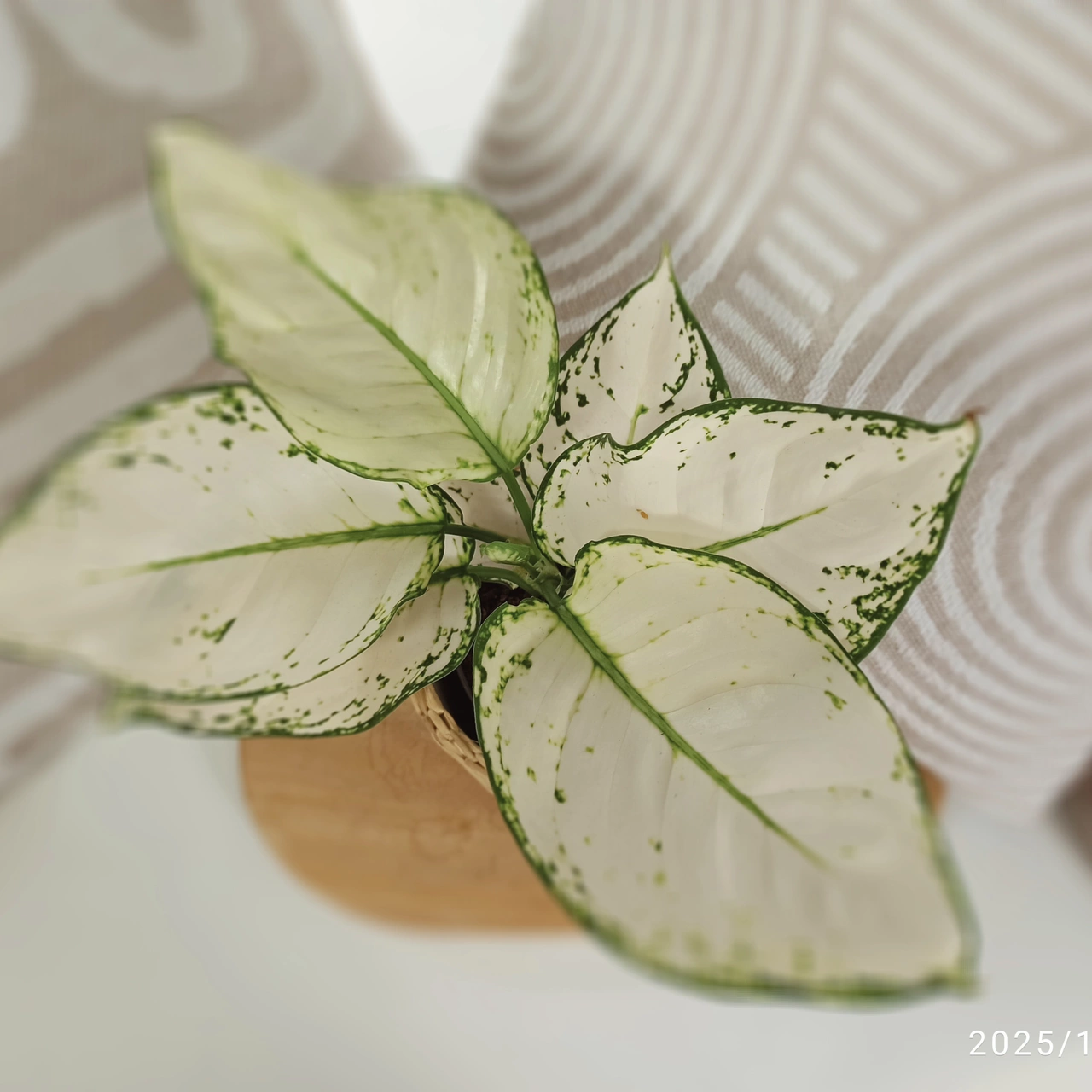 Aglaonema White Joy C1,2