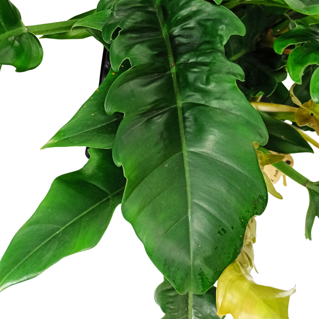Filodendron Narrow Philodendron C1,2