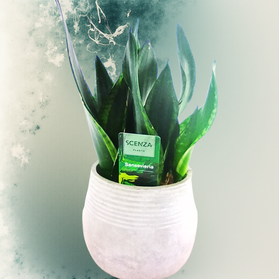 Sansevieria Silver Flame C1,2