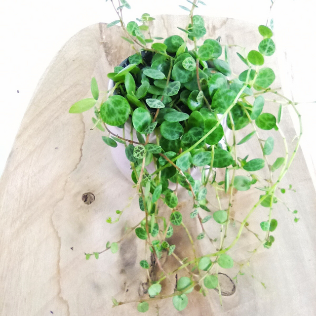 Peperomia prostrata C0,6