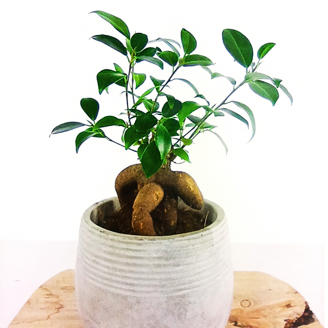 Fikus microcarpa Ginseng Ficus C1,2