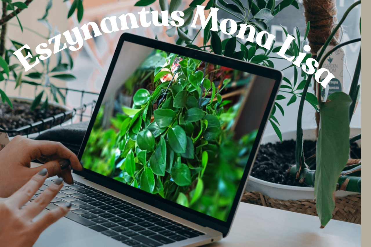 Eszynantus Mona Lisa Aeschynanthus C1,5