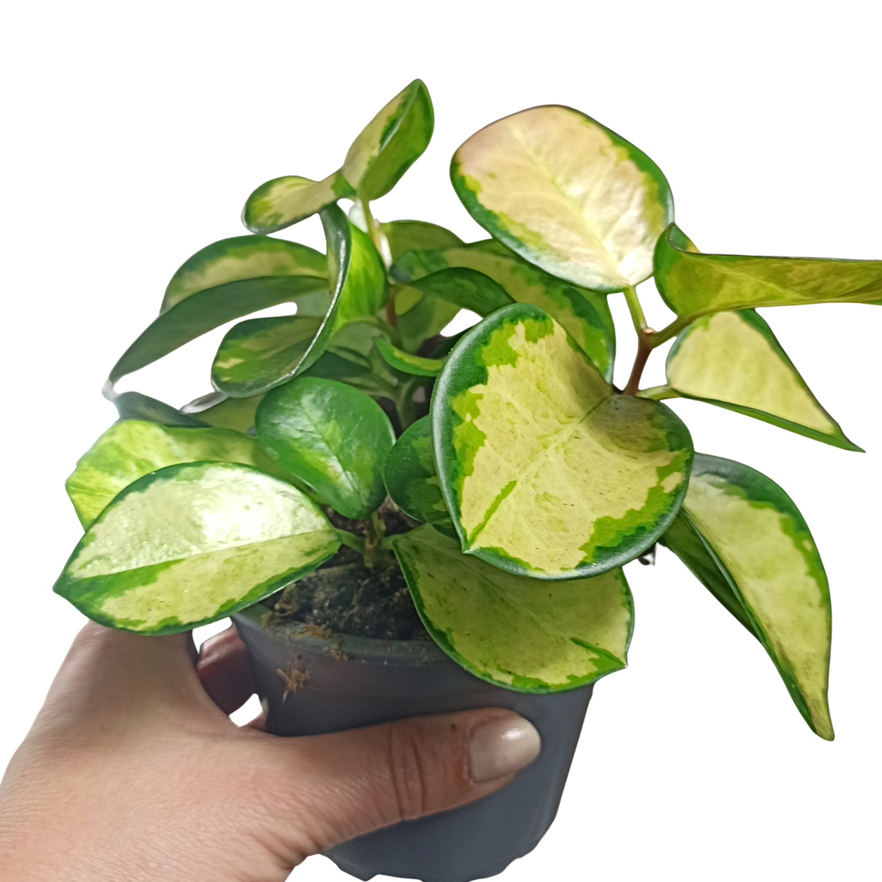 Hoya australis Lisa australijska C1,2