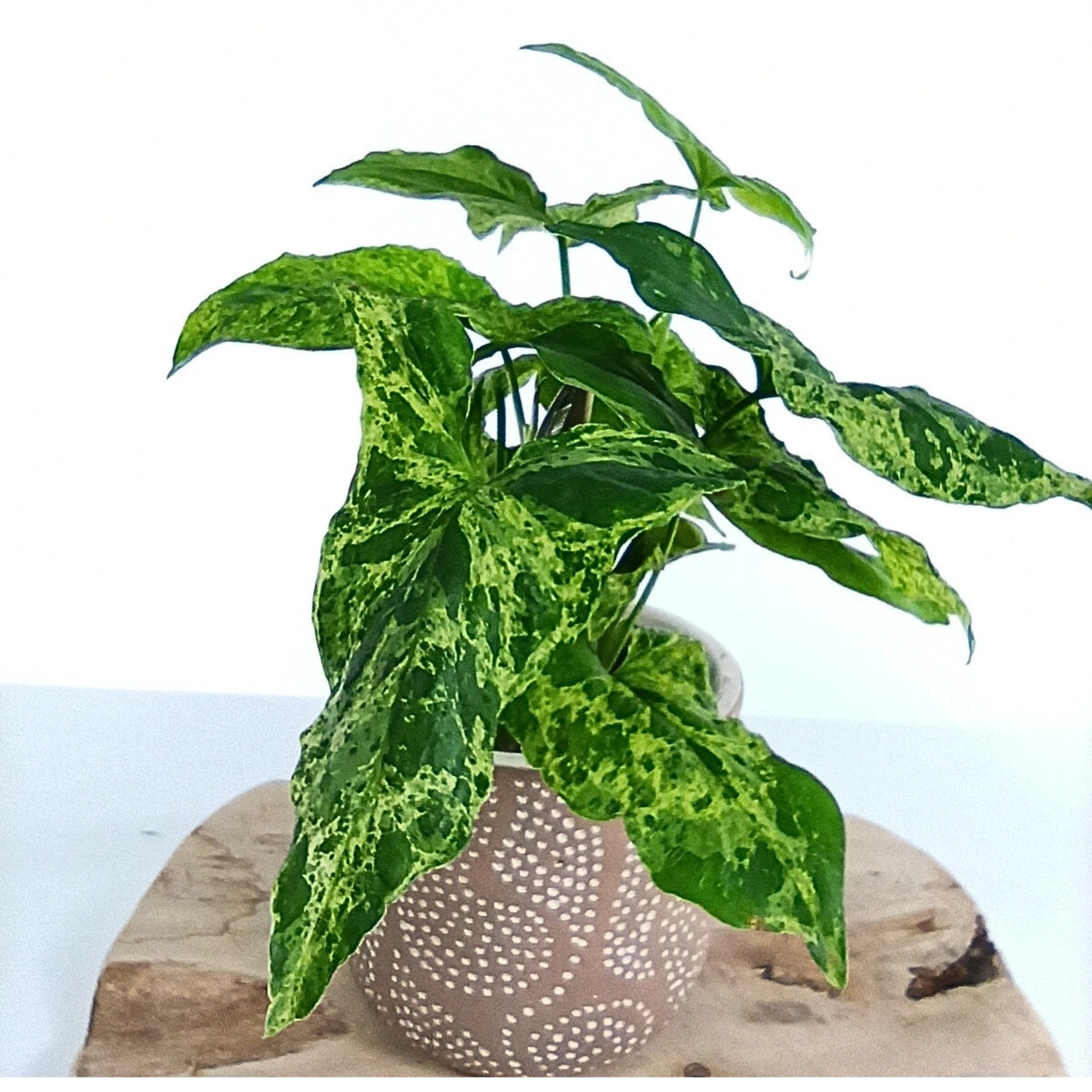 Syngonium Mottled C1,2