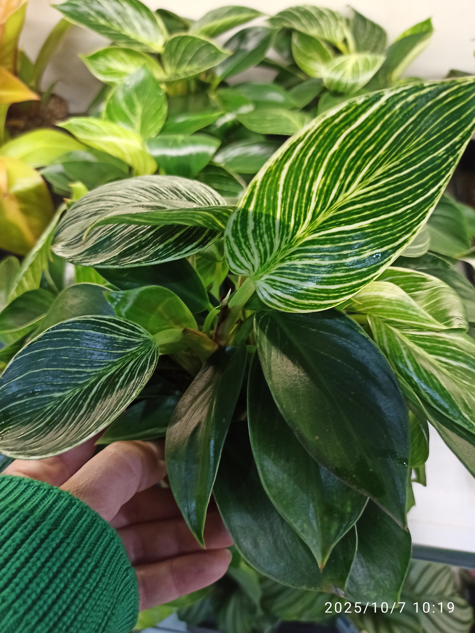 Filodendron Birkin Philodendron White Measure C1,2