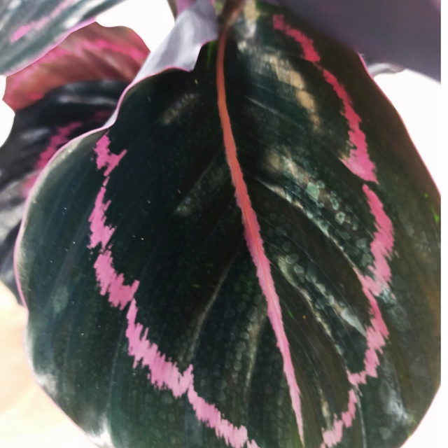 Aglaonema Peach Pearl C1,2