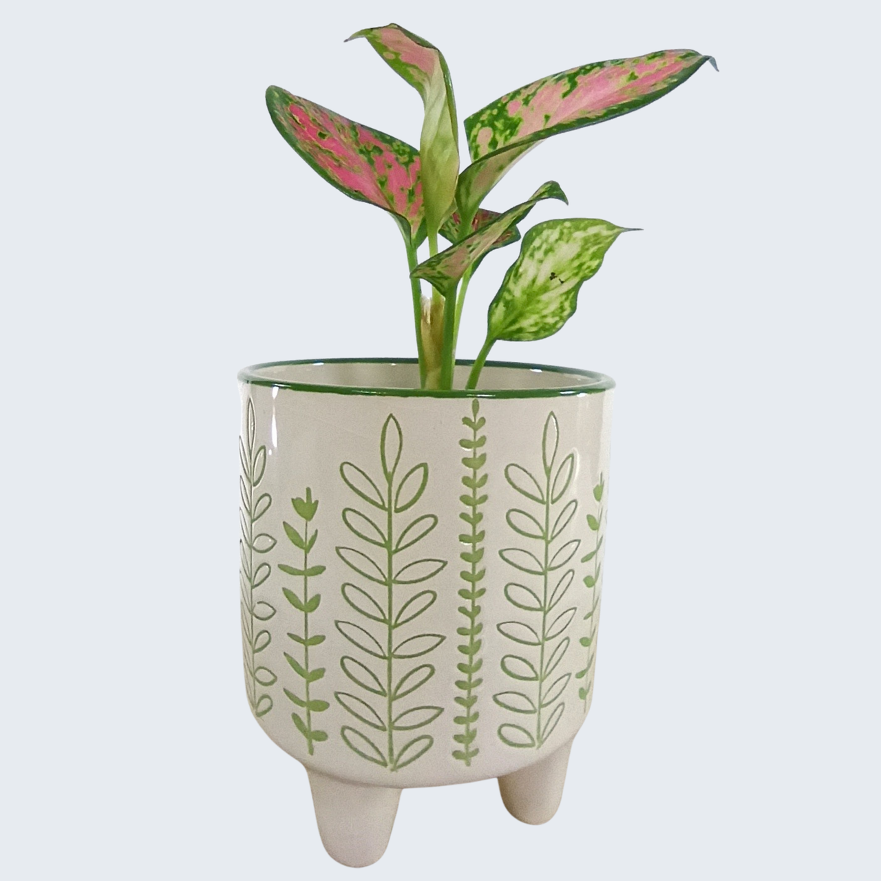 Aglaonema Red Zircon C0,6