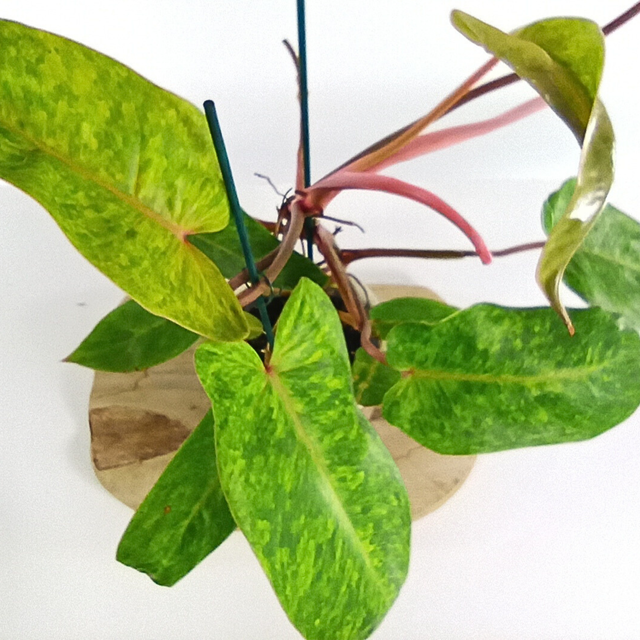 Filodendron Painted Lady Philodendron C1,2