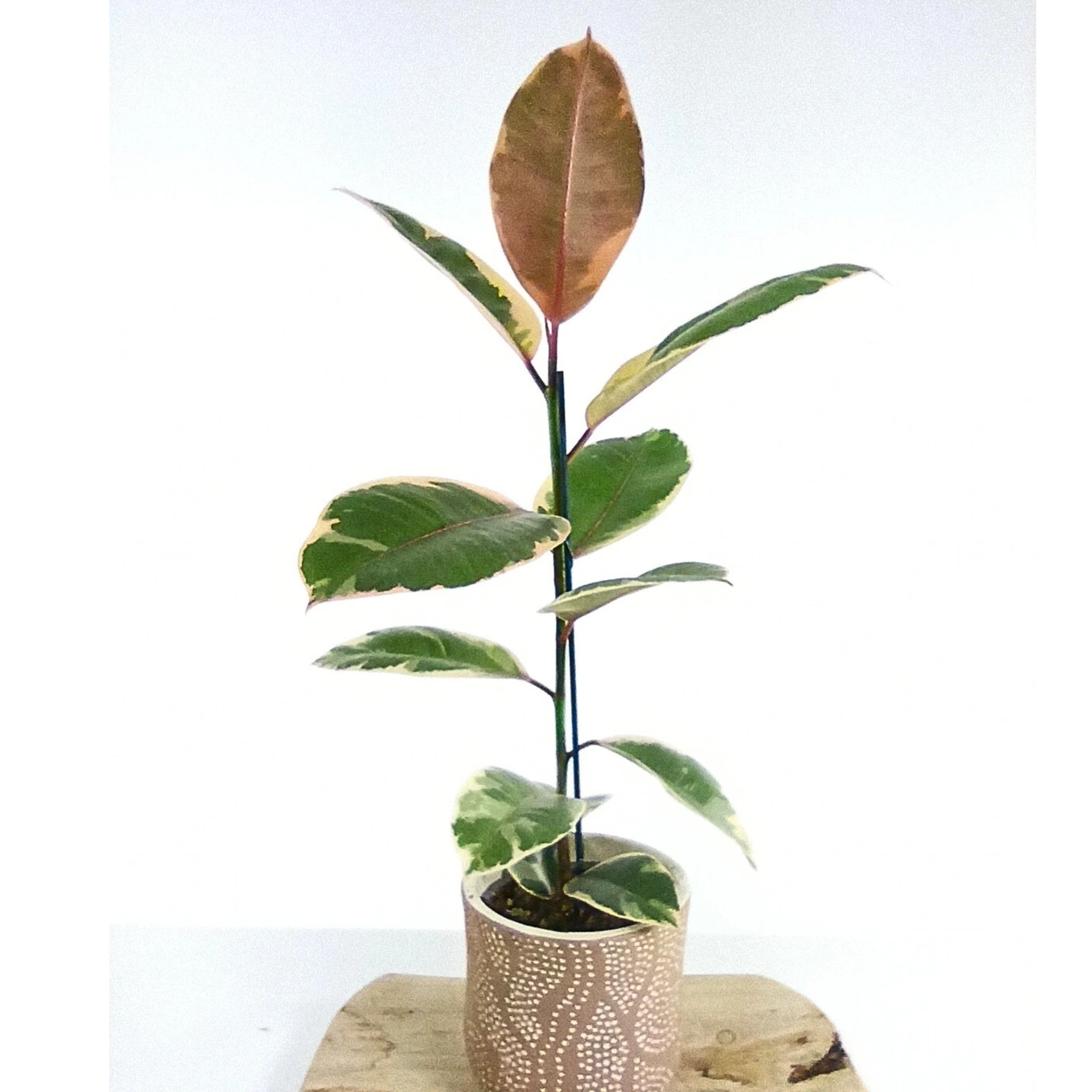 Ficus Elastica Belize C1,2