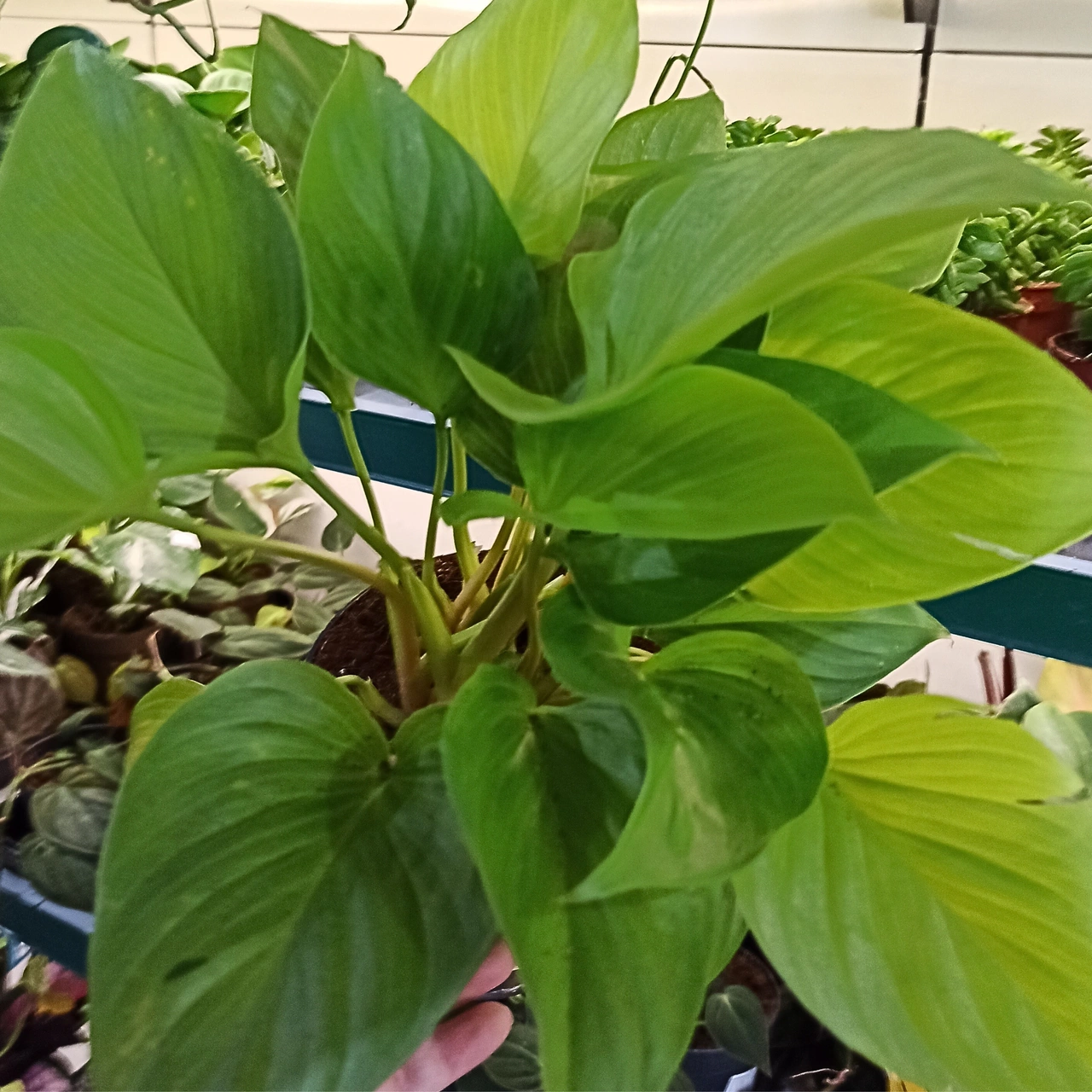 Homalomena Lemon Lime C1,4