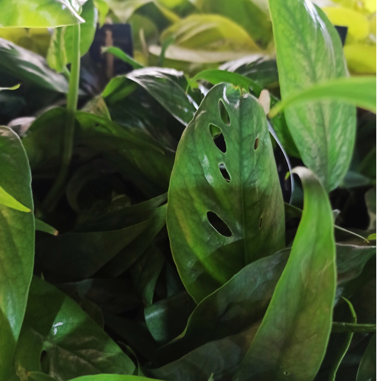 Epipremnum Cebu Blue C1,2